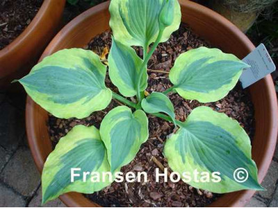 Hosta 